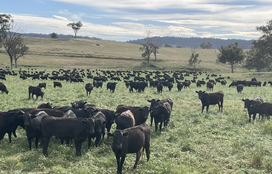 Angus-Wagyu cross cattle on MC Ag's Bingara-based breeding operation.