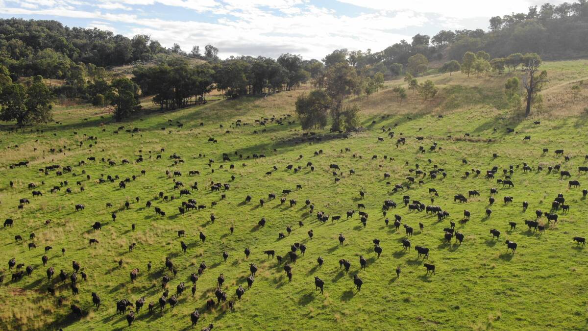 The McMurtries' grazing productivity has been rising on Yarrandaddie at Bingara because of management strategies aligned with carbon farming principles.