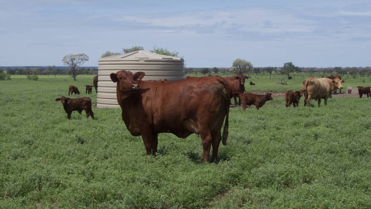 Cattle on Terrick Terrick Station, Blackall, which will become part of the AAM Investment Group's agricultural portfolio next week.