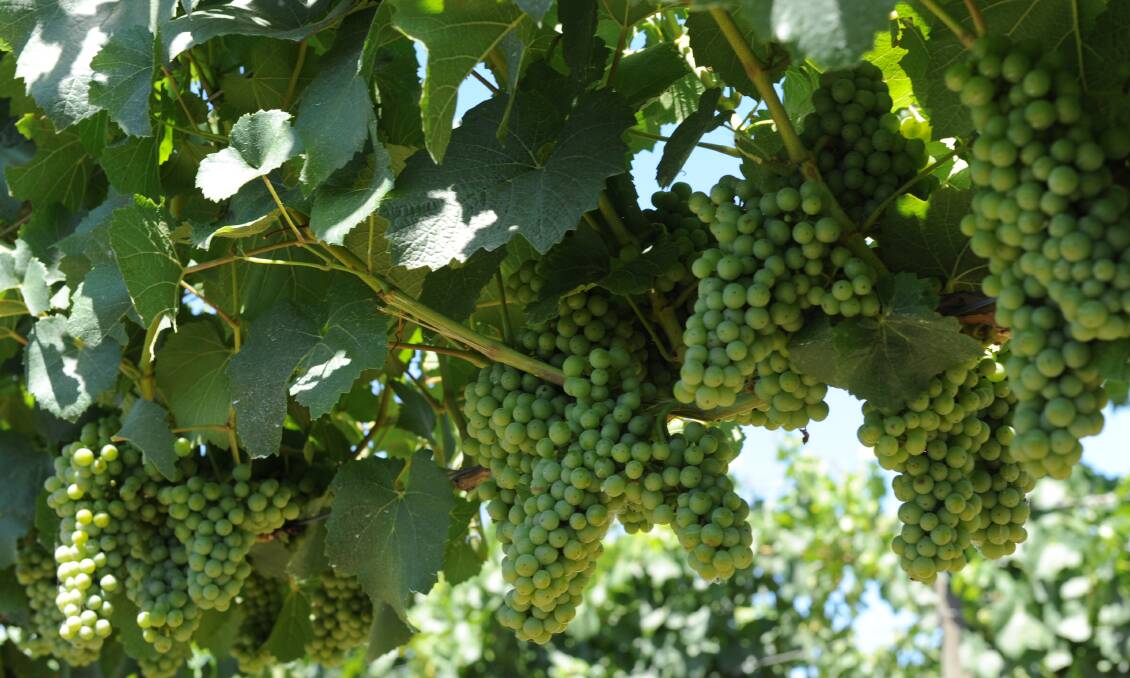 ACCC study says growers get sour grape deals from wineries