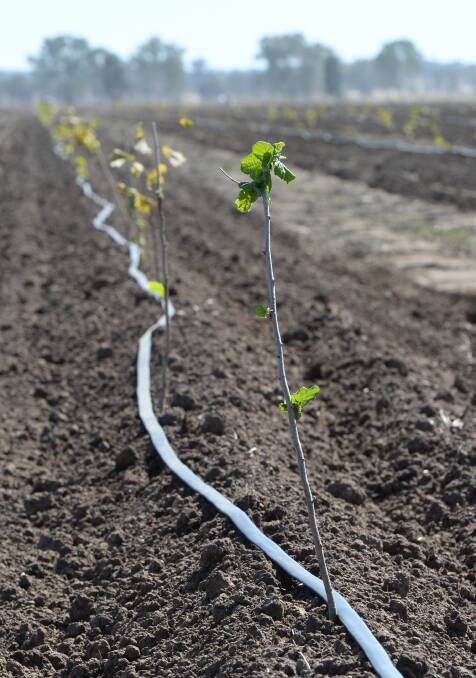 SunRice boss says orchards eroding irrigation sustainability