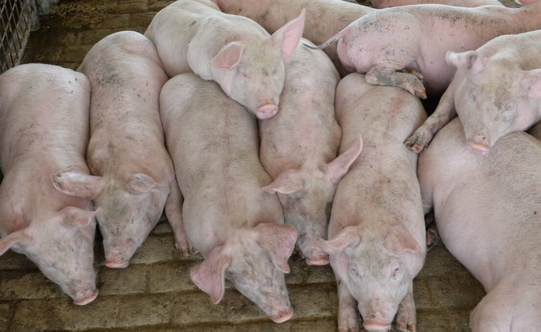 Pig semen smugglers gaoled after WA ag sector put at risk