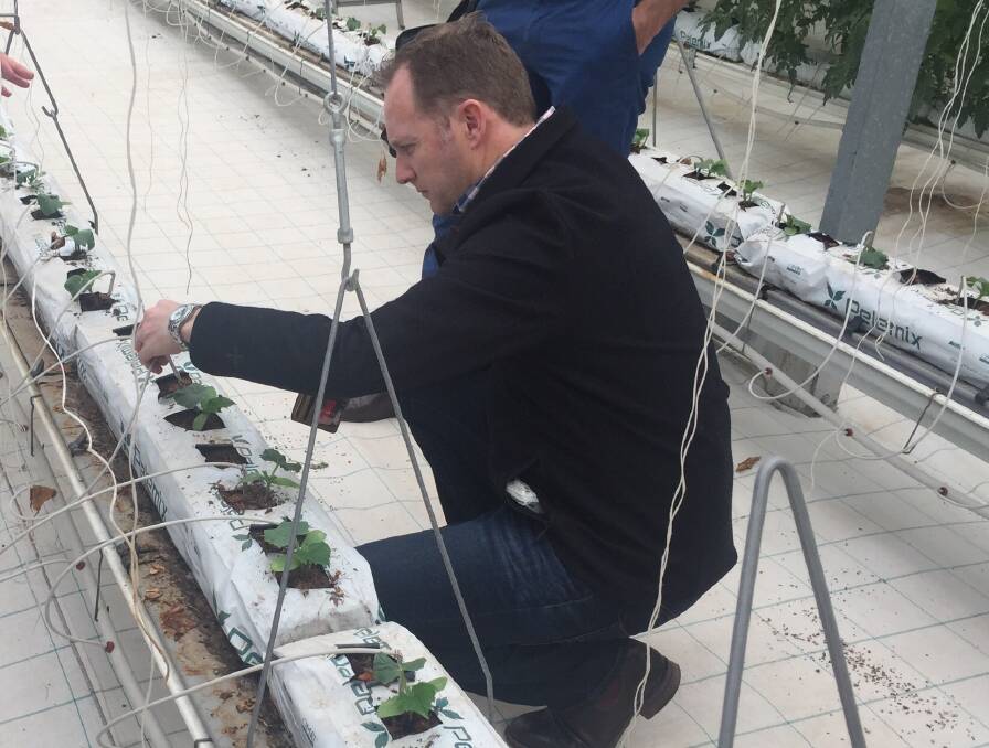 KPMG's head of agricultural technology in Australia Ben van Delden, inspects drip irrigation probes at Netafim's Greenhouse Demonstration Park at the Kibbutz Magal in Israel