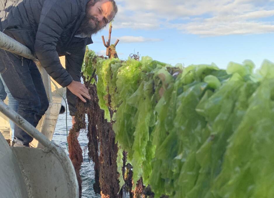 SeaForest is growing asparagopsis seaweed in Tasmania to resource anticipated demand for FutureFeed.