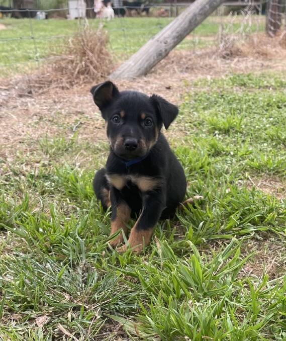 Born in late September, Nick Foster said the black and tan male Kelpie pup will be shown sheep prior to the auction. 