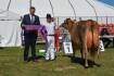 Jersey breed has Victorian entries on top
