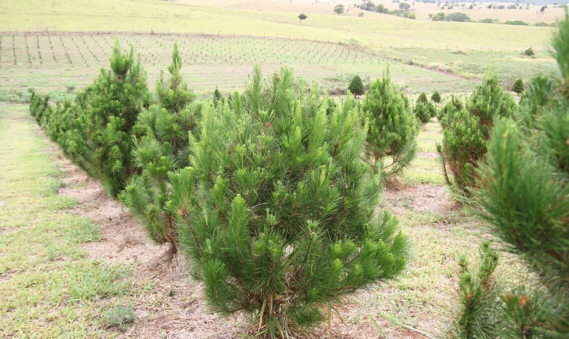 Real Christmas trees from the Atherton Christmas Tree Farm have been a hit this past festive season.