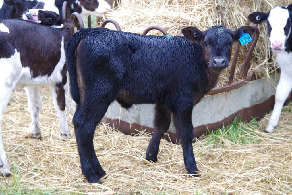 BEST OF BOTH WORLDS: A Holstein Angus cross calf. 