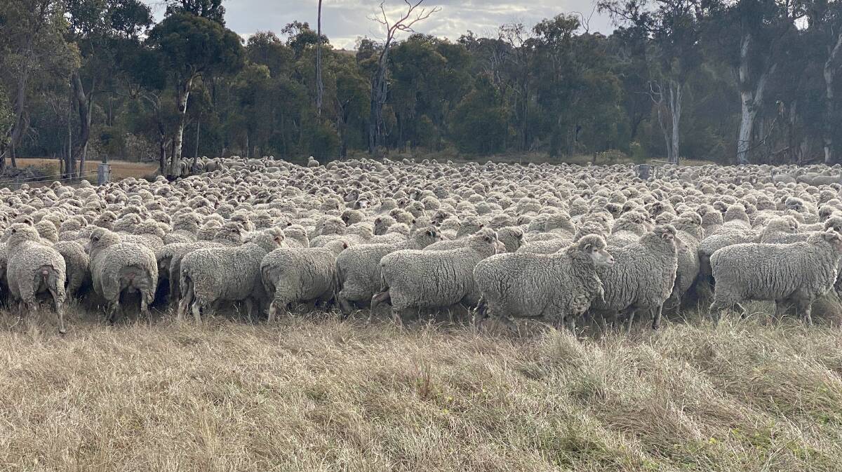 Some of Cherylton Farms 25,000 sheep heading for the shearing shed.
