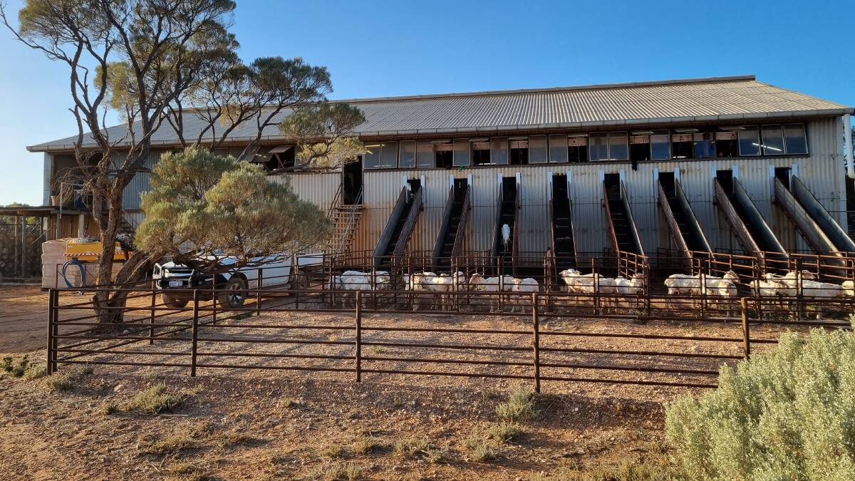  Shearing operates out of Rawlinna's two-storey, 16-stand shed.