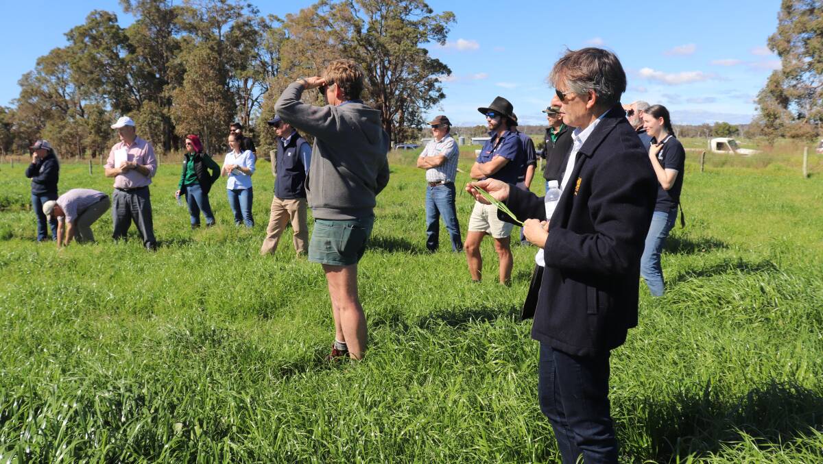 PASTURE INSPECTION: Dairy Australia scientist Dr Peter Hutton (closest) and dairy farmers inspecting clover and ryegrass pasture on Michael Twomey's Dardanup dairy farm.