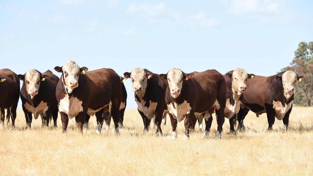 Fifty years of breeding featured in this year's team of Quaindering Poll Hereford sale bulls sold privately on-farm.