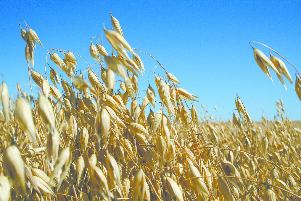Australia is already the main oat supplier to China.