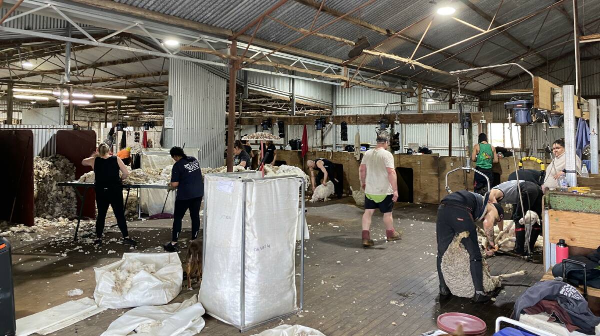 Another view of the Cherylton Farms shearing shed on Sunday. Fifteen shearers shore 3250 ewes on the day.