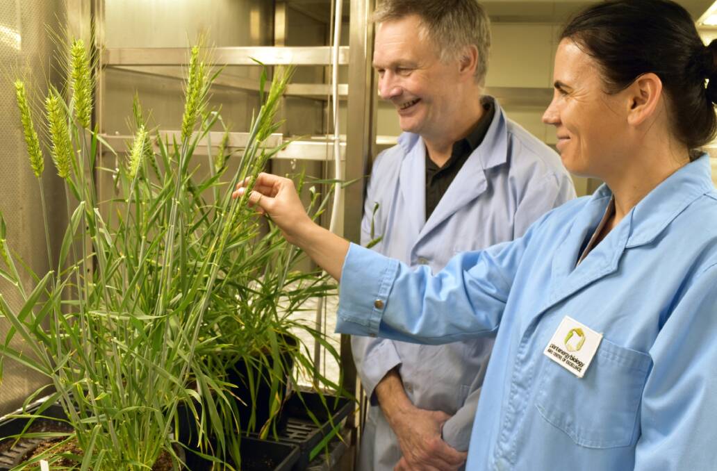 Ian Small and Joanna Melonek from UWA's ARC Centre of Excellence in Plant Energy Biology and the School of Molecular Sciences contributed to the study through their globally recognised expertise in a family of genes known as Restorer-of-fertility-like (Rfl).