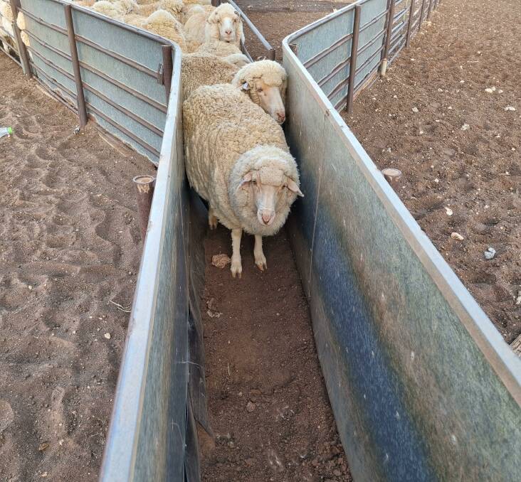 A ewe hogget in the draft at Rawlinna station.