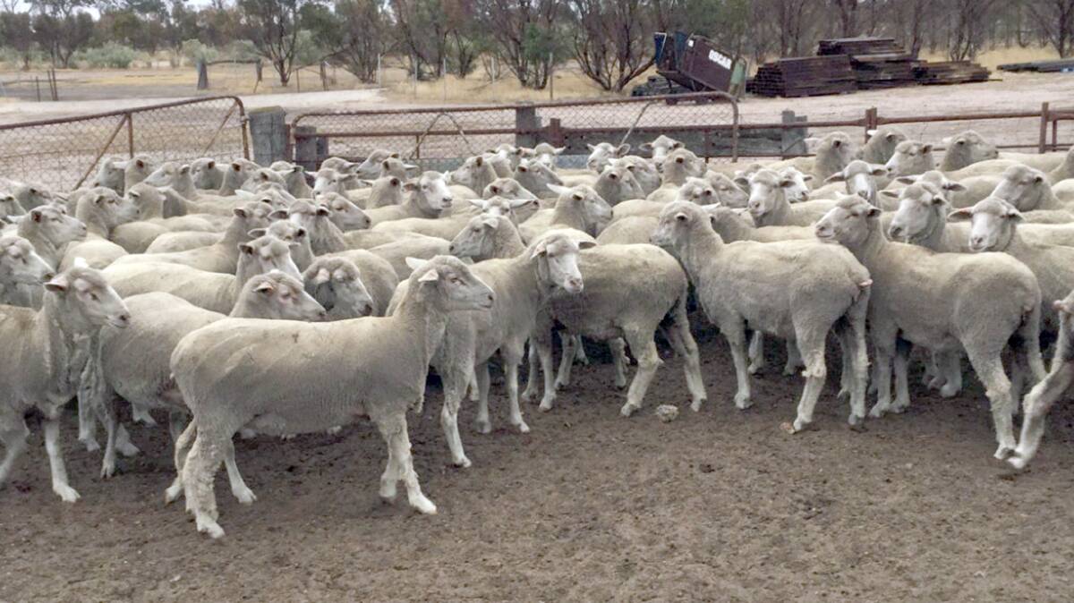 Katanning-based operation Ewlyamartup Farms sold this line of January shorn, Dohne ewes for the sale's $250 top price. The line orange tag ewes had been joined to Dohne rams.