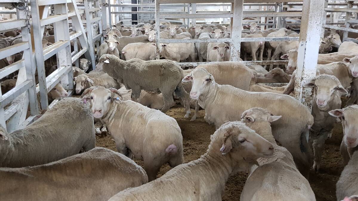 Sheep aboard a live export vessel last year in route to the Middle East.