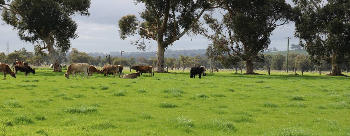  A small herd of Jersey cows are enjoying the green feed at Melville Park Farm, Brunswick, and will form the nucleus of a micro-dairy at the historic property.