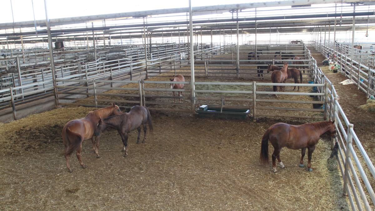 Horses rather than cattle or sheep occupied pens at Muchea Livestock Centre last week.
