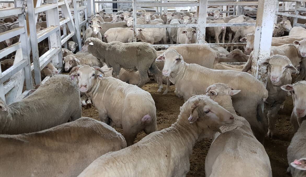 WAFarmers has blasted Labor's last-minute announcement to ban the live export trade, saying it will have huge ramifications for the WA sheep industry.