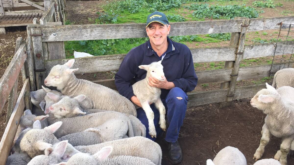 Peter Rundle Member for Roe at his property 'Ucarro' in Katanning with Poll Dorset / Merino cross lambs.