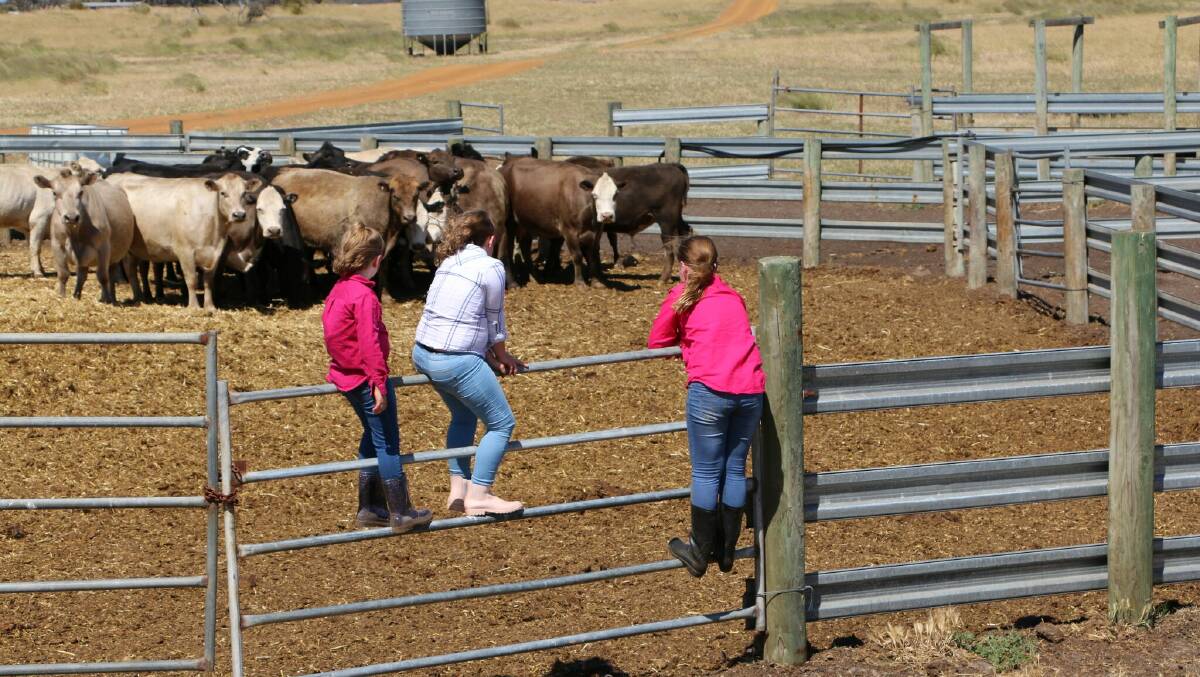 Brydee (left), Elsie and Mietta Styles cast a watchful eye over the family's cattle in the yards.
