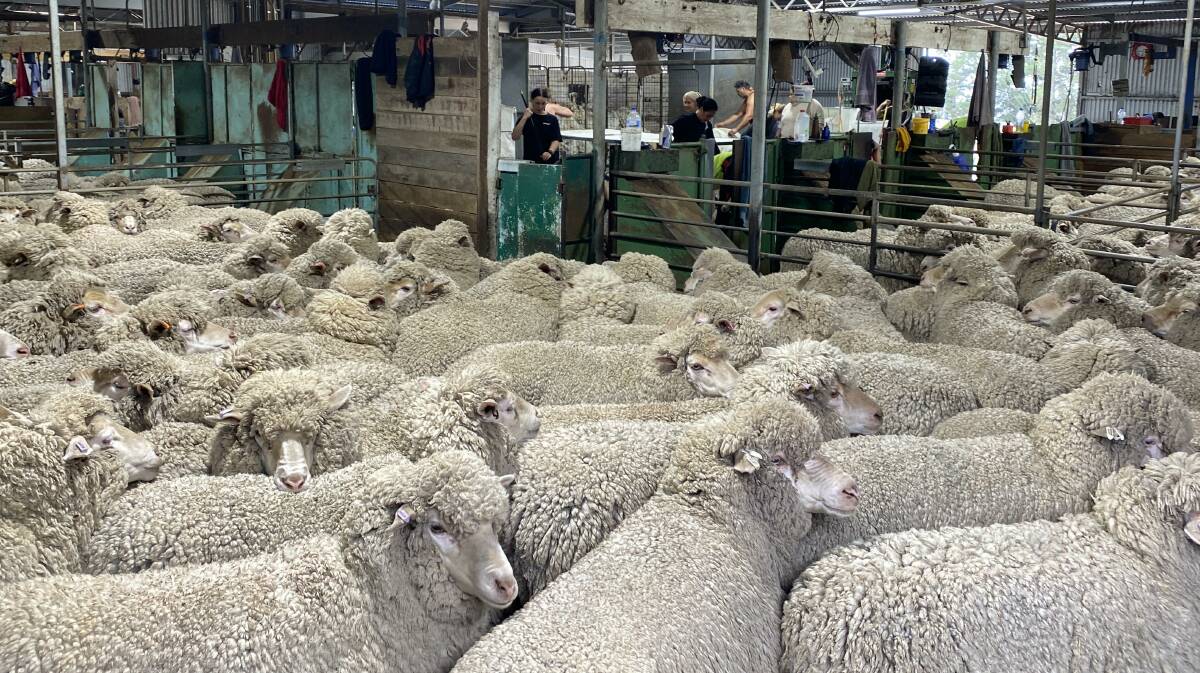 Sheep waiting to be shorn in the holding and catching pens inside the Cherylton Farms 17-stand shearing shed.