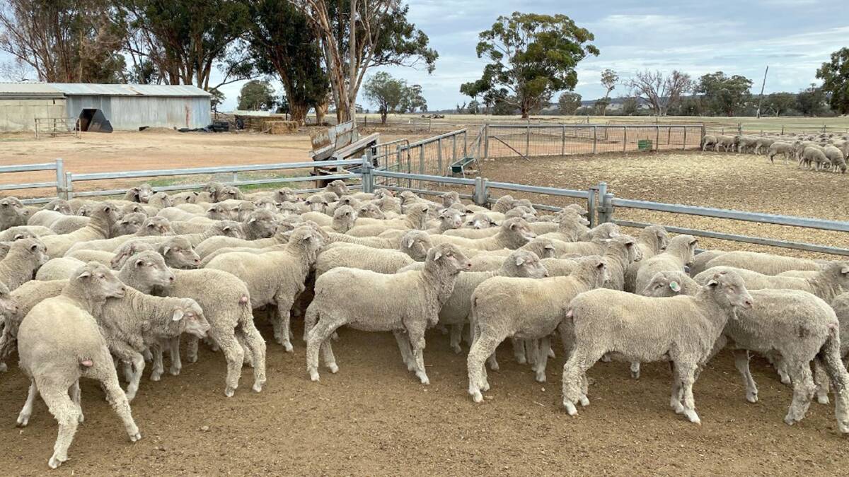  This line of Merino wether lambs from the Blight family, MG & PM Blight, Highbury, sold for the top lamb price of $177 in the sale.
