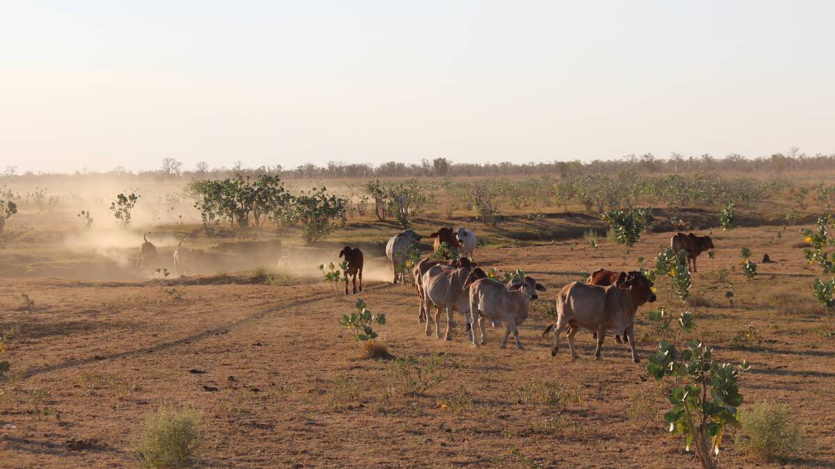 Aboriginal pastoral innovation funded in WA