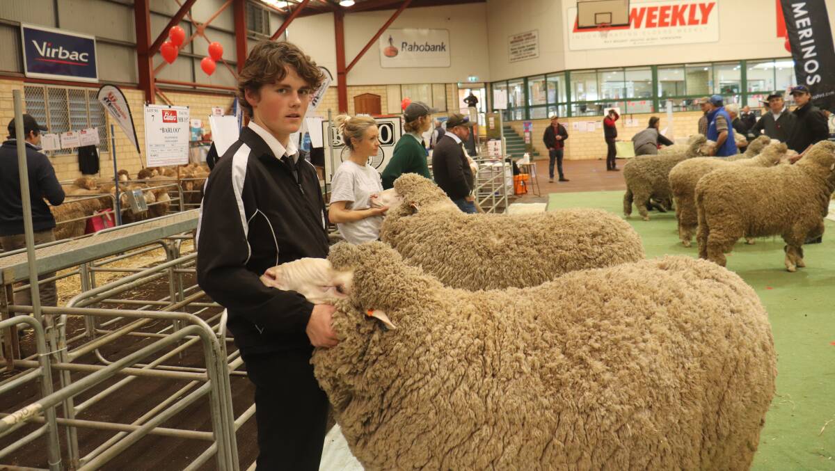 A part of the sheep handling experience Cunderdin Ag student Archie Duncan held a Lewisdale, Wickepin stud ram waiting to be judged.
