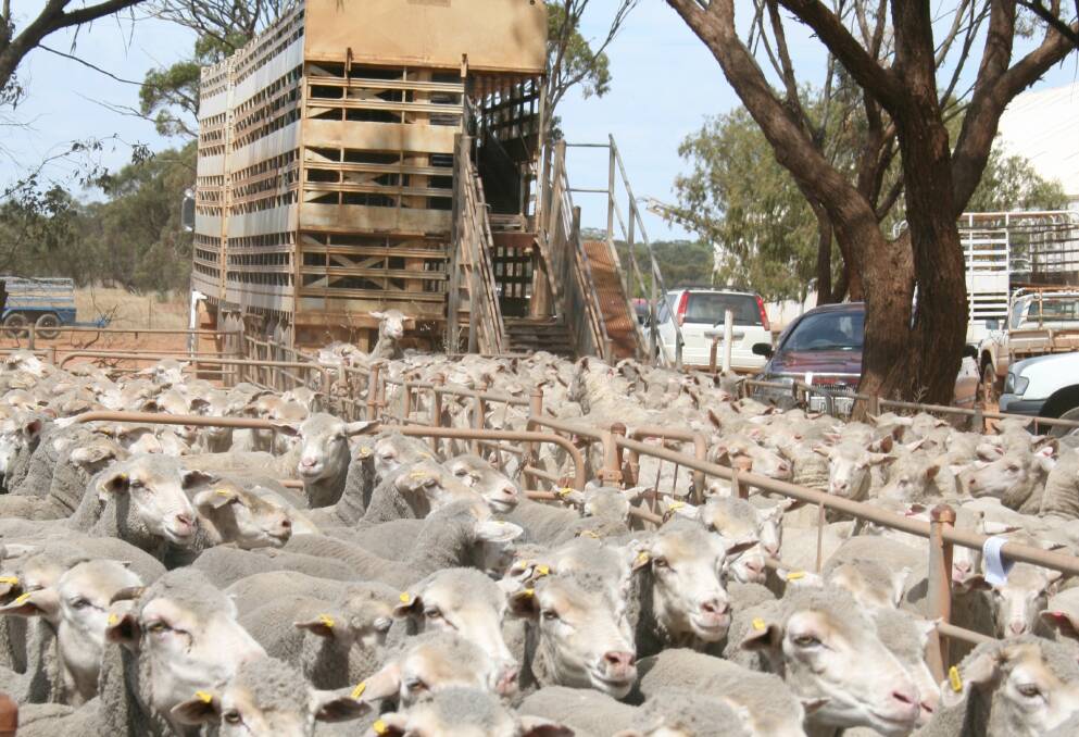 Record sheep numbers go east