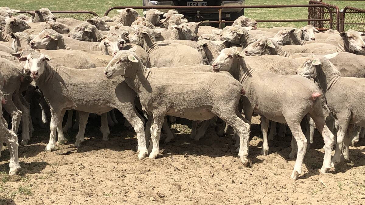 This line of Dohne-Merino cross mixed sex lambs topped last week's Primaries online feeder and store lamb sale on AuctionsPlus at $183.