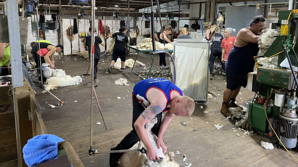 The main shearing shed at Cherylton Farms, Ryansbrook, in full swing on Sunday with 15 of the 17 stands occupied by shearers from Jury Shearing. Jury Shearing also supplied extra shed hands, wool pressers and wool classers to process the wool clip as it was shorn. Pictures by Mike Cameron.