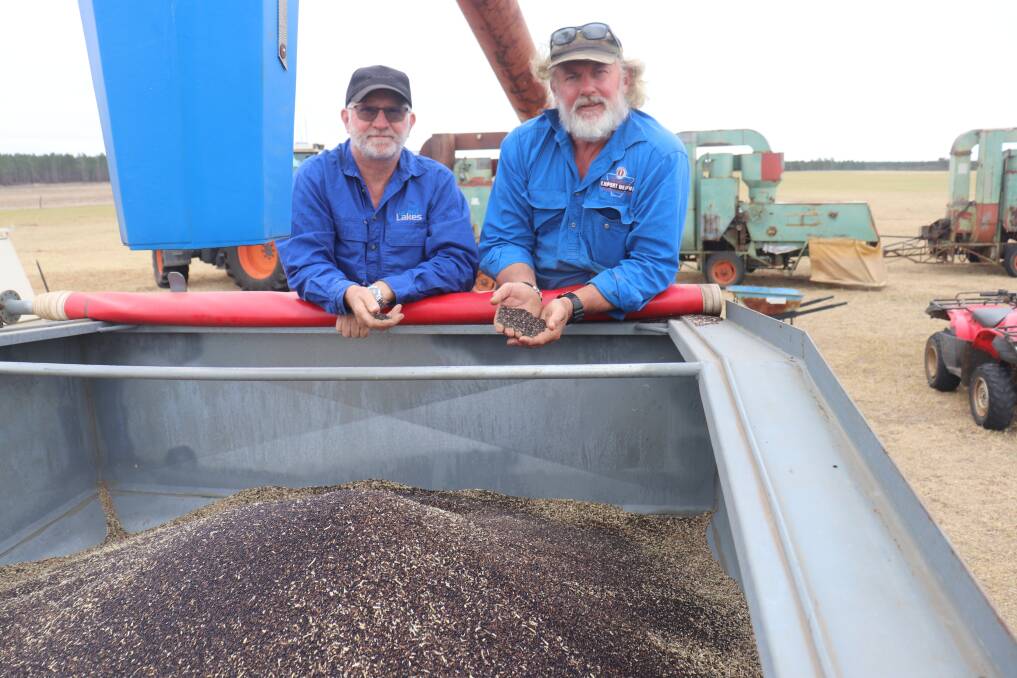 Steve Meerwald (left), a director of Evergreen Kikuyu which trades as Tamgaree Kikuyu and harvest manager Paul Brown with a bin of mixed kikuyu and clover seed ready for sorting and cleaning.