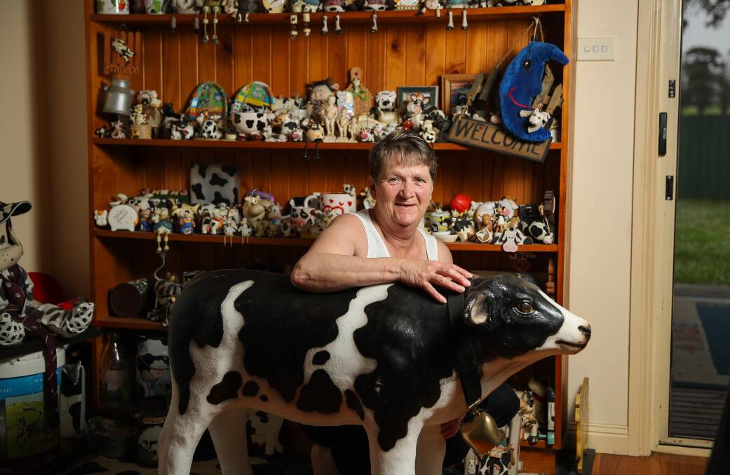 IMPRESSIVE COLLECTION: Killarney's Vicki Jans is selling her amazing collection of cows. Pictures: Morgan Hancock