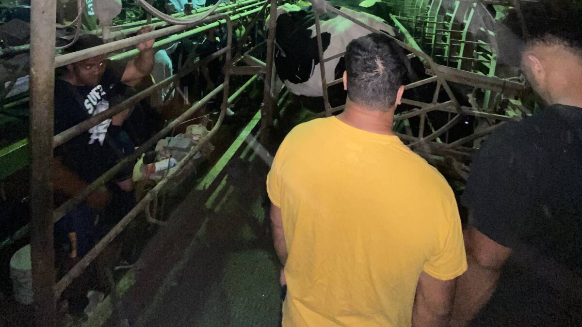 Brumbies players were taken out of their comfort zone as they milked cows on a farm. Picture: Brumbies Media