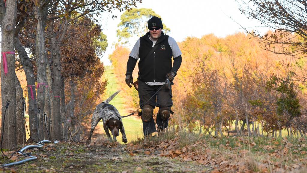 See how Truffle hunters and their dogs find truffles. Pictures: Neil Richardson
