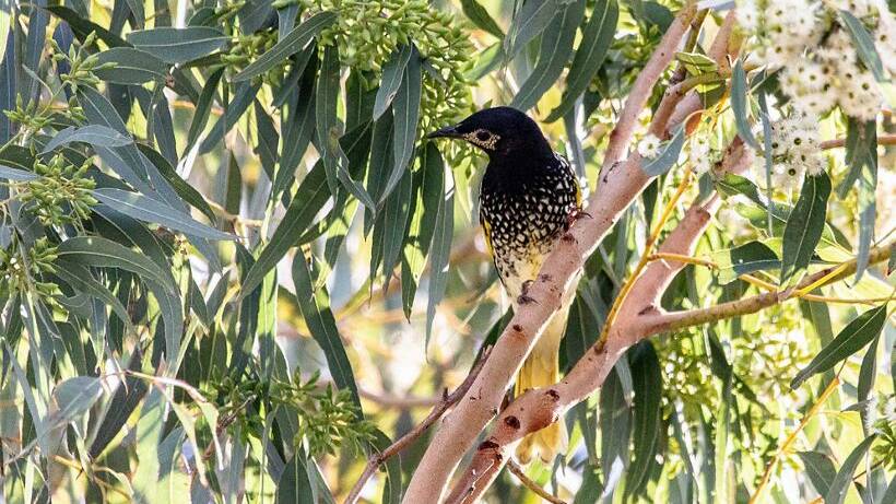 The Regent Honeyeater. Photo by The Nature Conservancy
