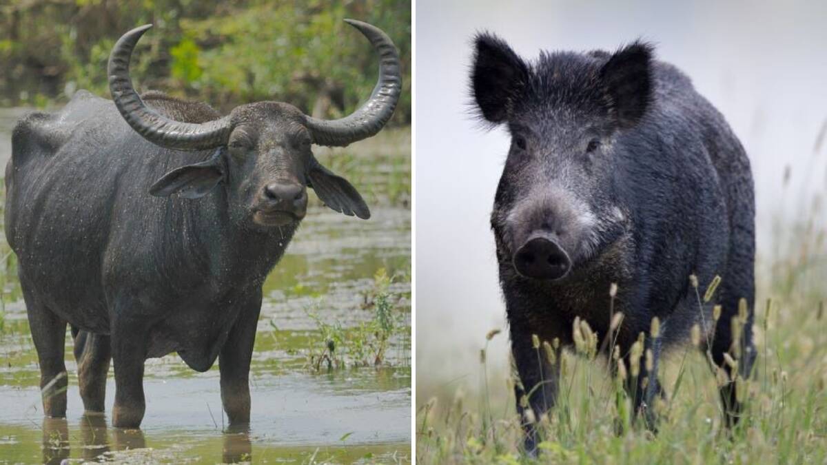 Feral water buffalo, pig and pest FMD outbreak risk