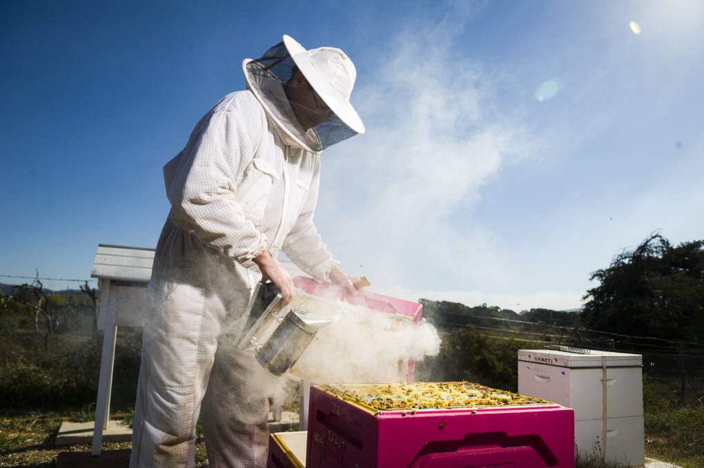 Honey bee Varroa mite eradication 'still technically feasible'