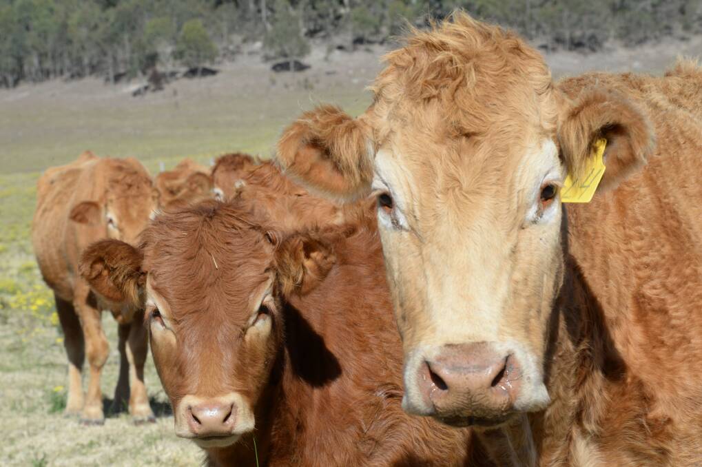 $8m livestock and pasture gene bank promised if elected