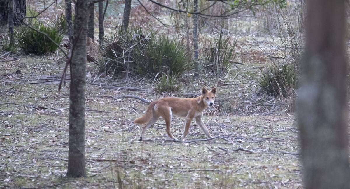 TOP DOG: Leaving dingoes as the apex predator keeps other downwards pressure on kangaroos and introduced predators such as cats and foxes, the study suggests. Photo: Sitthixay Ditthavong