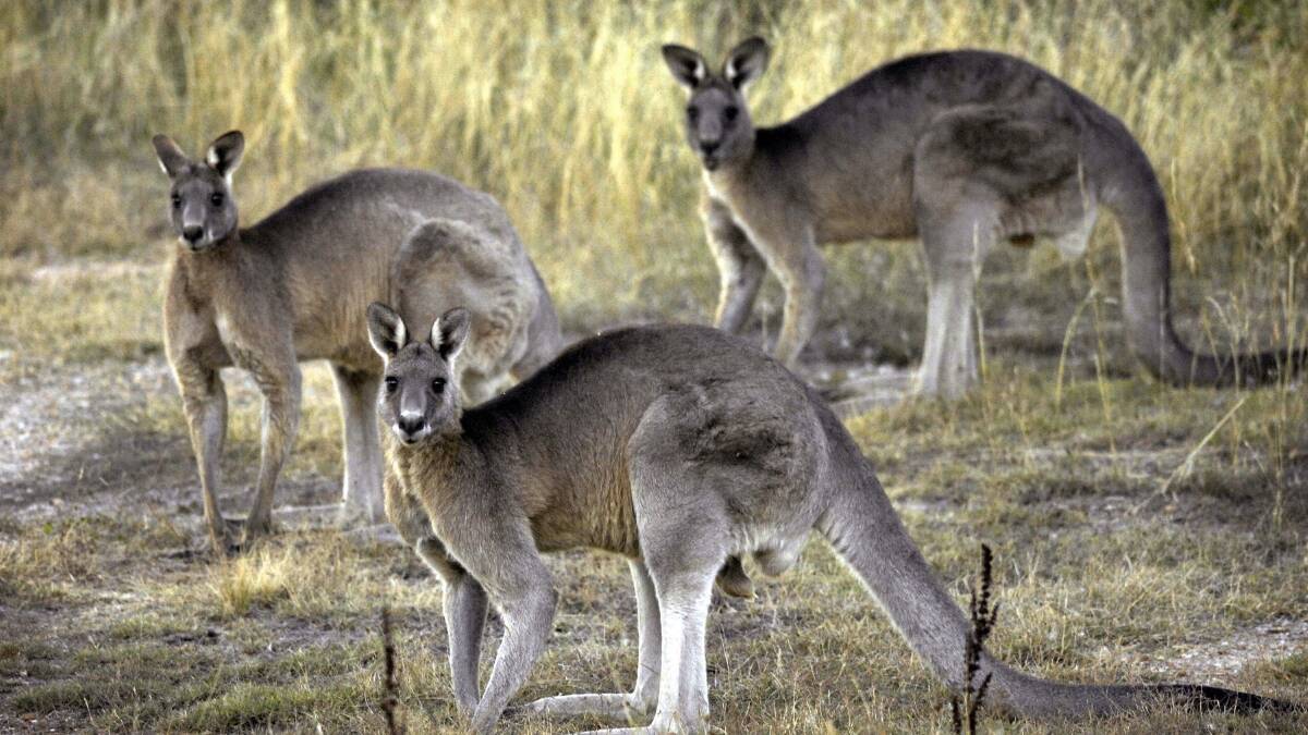 Animal activists call for roo culling pause due to floods