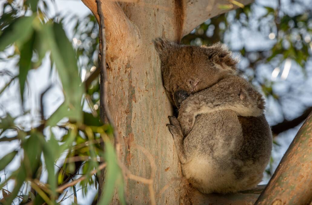 Farmers urged to keep lone trees as koala 'overnight motel'