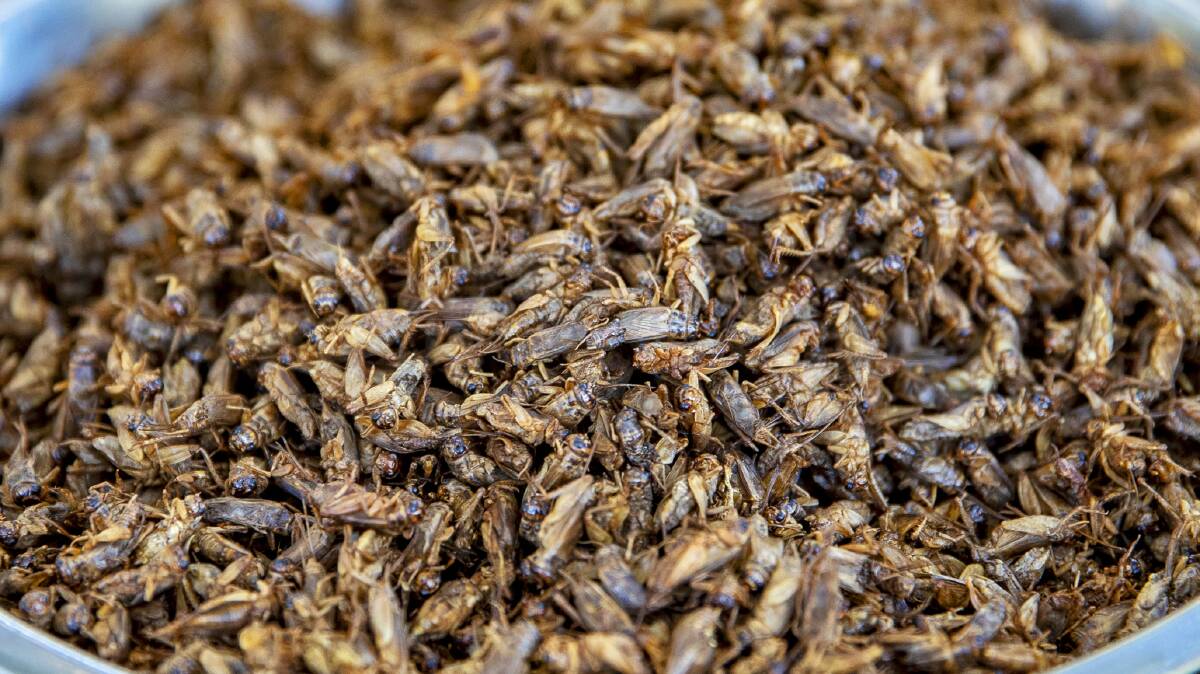 DINNER IS SERVED: The ediable insect industry could be a lurcative opportunity for Australian farmers.