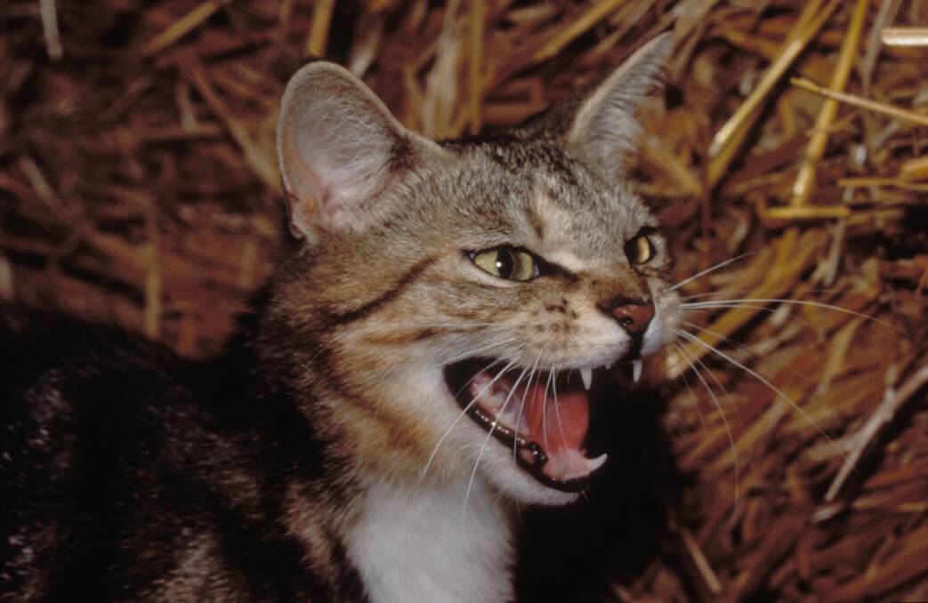 Feral cat strategy needs reset: inquiry