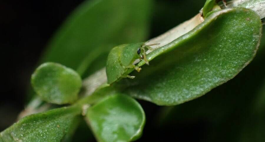 The leaf-feeding beetle Cassida distinguenda in host-specificity testing for African boxthorn. Photo by CSIRO