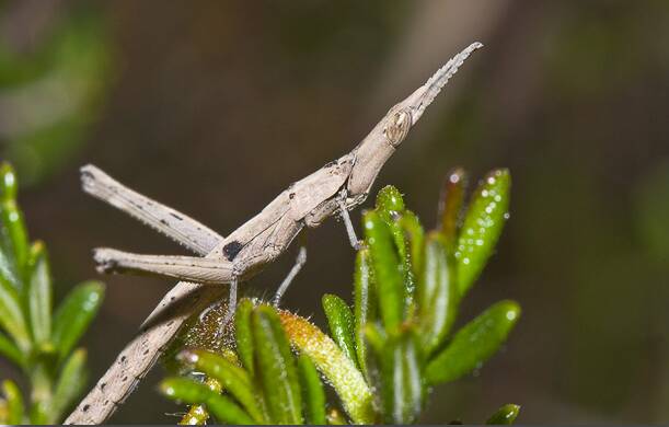 A Key's Matchstick Grasshopper. Picture by NSW Environment