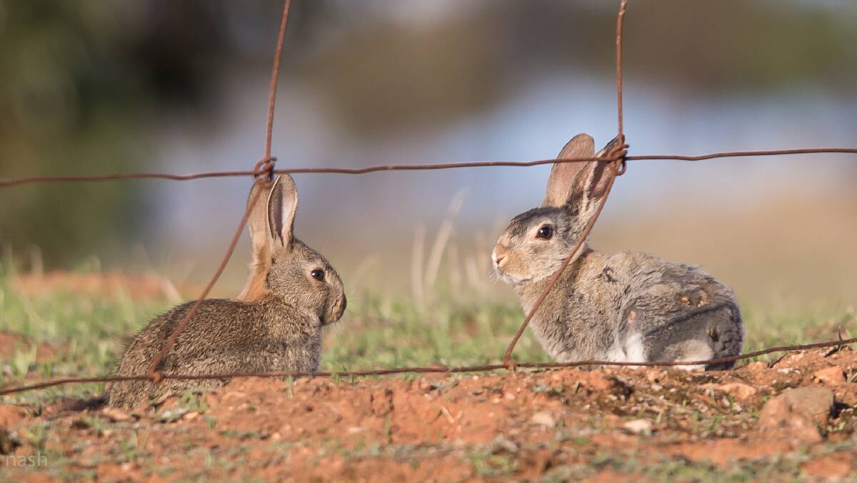 WASCALLY WABBIT: European rabbits were named the single biggest menace to natives species, while also costing farmers $216 million a year in lost productivity.
